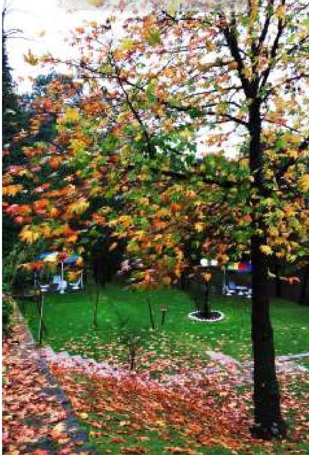 The garden path beneath a tree in full autumn colour. — Lawrence College Ghora Gali